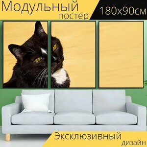 Модульный постер "Кот, домашнее животное, оглядываться" 180 x 90 см. для интерьера