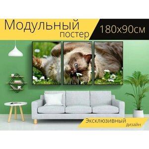 Модульный постер "Кот, кошка породы, британская короткошерстная кошка" 180 x 90 см. для интерьера
