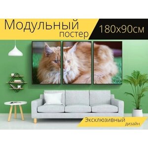Модульный постер "Кот, животное, домашний питомец" 180 x 90 см. для интерьера