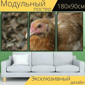 Модульный постер "Курица, цыпленок, домашняя птица" 180 x 90 см. для интерьера