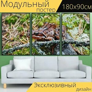 Модульный постер "Лягушка, жаба, сидя" 180 x 90 см. для интерьера
