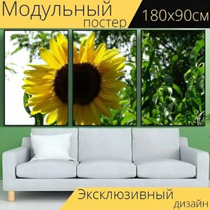 Модульный постер "Подсолнечник, цветок, блум" 180 x 90 см. для интерьера