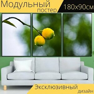 Модульный постер "Растение лимон, лимон, зеленый" 180 x 90 см. для интерьера