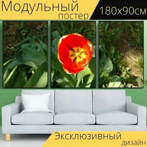 Модульный постер "Тюльпан, цветок, тюльпаны" 180 x 90 см. для интерьера