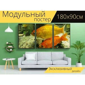 Модульный постер "Золотая рыбка, рыбы, плавать" 180 x 90 см. для интерьера