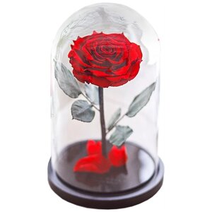 Notta & belle Роза в колбе Premium 1 красный 16 см 20 см 26 см