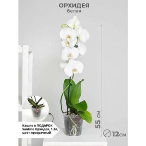 Орхидея фаленопсис 1 ствол 12 диаметр белая, цветущее