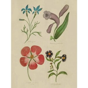 Плакат, постер на бумаге Lobelia Ajurea, Pentstemon Qentianoides, Nuttallia Grandiflora Superba, Cuphea Silenoides/искусство/арт. Размер 42 х 60 см