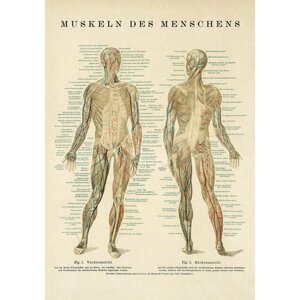 Плакат, постер на холсте анатомический атлас человека. Кровеносная сиситема. Светлый фон. Размер 42 х 60 см