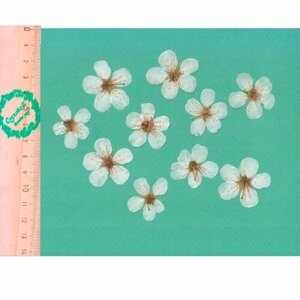 Плоские сухоцветы -Вишня, цветы для заливки смолой и рукоделия, 10 шт