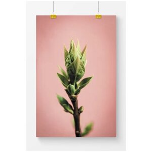 Постер на стену для интерьера Postermarkt Растение на персиковом фоне, размер 40х50 см, постеры картины для интерьера в тубусе