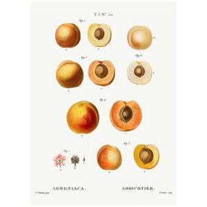 Постер / Плакат / Картина Фрукты - Абрикосы и персики 40х50 см в подарочном тубусе