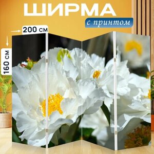 Ширма перегородка с принтом "Пион, белый, цветок" на холсте - 200x160 см. для зонирования, раскладная