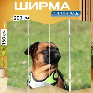 Ширма перегородка с принтом "Собака, порода, брабансон" на холсте - 200x160 см. для зонирования, раскладная