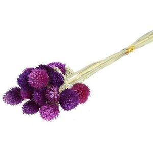 SUI Сухоцвет «Гомфрена шаровидная» набор 20 шт, цвет тёмно-фиолетовый