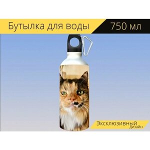 Бутылка фляга для воды "Кошка, кошачий, кошачьи глаза" 750 мл. с карабином и принтом