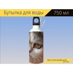 Бутылка фляга для воды "Кот, британский, британская короткошерстная кошка" 750 мл. с карабином и принтом