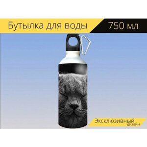 Бутылка фляга для воды "Кот, похмелье, британская короткошерстная кошка" 750 мл. с карабином и принтом