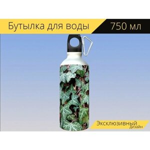 Бутылка фляга для воды "Плющ, английский плющ, растения" 750 мл. с карабином и принтом