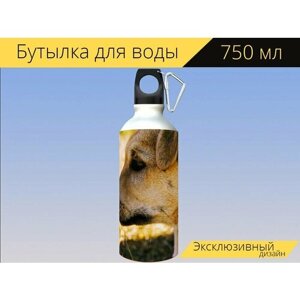 Бутылка фляга для воды "Собака, щенок, воротник" 750 мл. с карабином и принтом