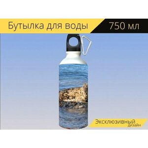 Бутылка фляга для воды "Тюлень, собака тюлень, природа" 750 мл. с карабином и принтом