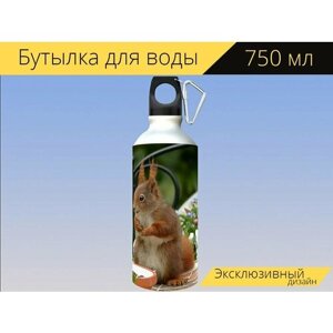 Бутылка фляга для воды "Животное, грызун, белка" 750 мл. с карабином и принтом