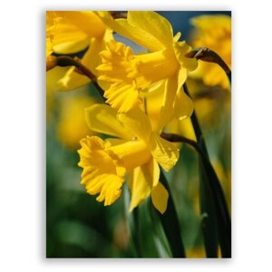Гравюра Постер на бумаге / Narcissus / Нарцисс