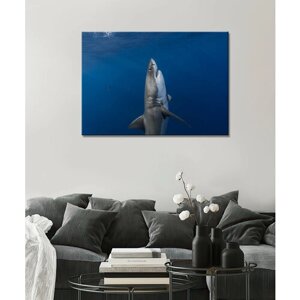 Картина - Акула, белая акула, акула в море, акула в океане (6) 50х70