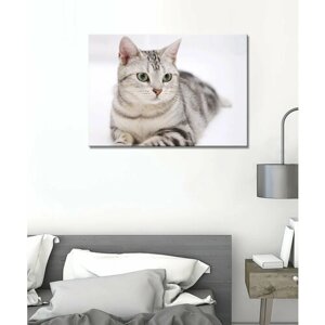 Картина - кошка, американская короткошёрстная кошка, домашняя кошка, ласковая кошка, кот (198) 60х80