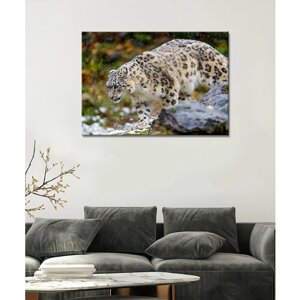 Картина/Леопард/Леопард на дереве/Леопард лежа - Снежный леопард (3) 50х70
