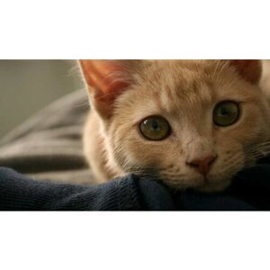Картина на холсте 110x60 LinxOne "Кот кошка мордочка усы" интерьерная для дома / на стену / на кухню / с подрамником
