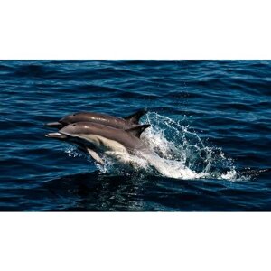Картина на холсте 110x60 LinxOne "Море брызги дельфины пара прыжок" интерьерная для дома / на стену / на кухню / с подрамником