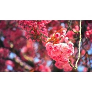 Картина на холсте 110x60 LinxOne "Сакура цветение вишня ветки" интерьерная для дома / на стену / на кухню / с подрамником