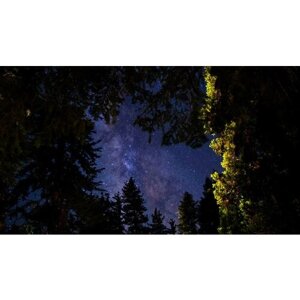Картина на холсте 60x110 Альянс Лес "Деревья небо звезды" на подрамнике / интерьер/ декор
