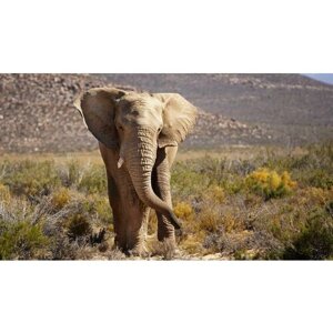 Картина на холсте 60x110 LinxOne "Природа African Elephant" интерьерная для дома / на стену / на кухню / с подрамником
