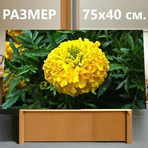 Картина на холсте "Бархатцы, цветок, желтый" на подрамнике 75х40 см. для интерьера