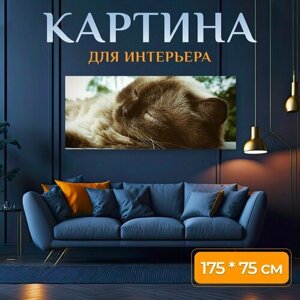 Картина на холсте "Британская короткошерстная кошка, кот, милый" на подрамнике 175х75 см. для интерьера