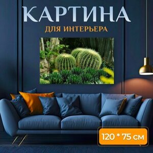 Картина на холсте "Кактус, зеленый, острый" на подрамнике 120х75 см. для интерьера