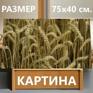 Картина на холсте "Колосья пшеницы, зерновое поле, сельское хозяйство" на подрамнике 75х40 см. для интерьера