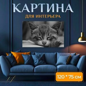 Картина на холсте "Кошка, котенок, животное" на подрамнике 120х75 см. для интерьера
