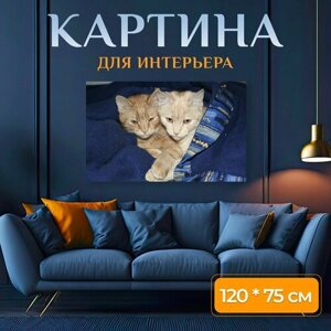 Картина на холсте "Кошки, домашние кошки, европейская короткошерстная" на подрамнике 120х75 см. для интерьера