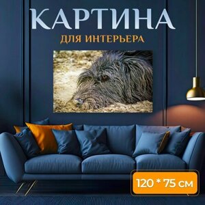 Картина на холсте "Собака, песок, расслабленный" на подрамнике 120х75 см. для интерьера