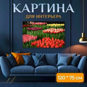Картина на холсте "Тюльпаны, тюльпан, цветы" на подрамнике 120х75 см. для интерьера