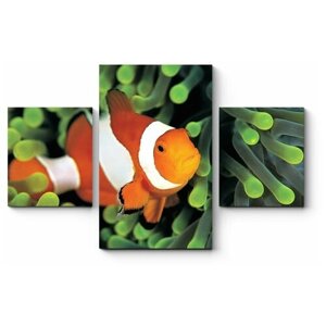 Модульная картина Очаровательная рыба-клоун 160x104