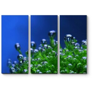 Модульная картина Пузырьки воды на водорослях 120x86