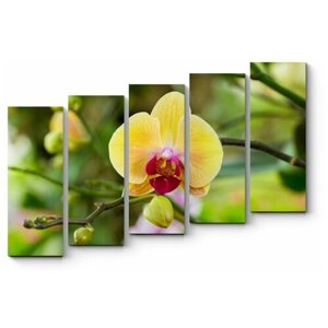 Модульная картина Тропическая орхидея, цветущая в летнем саду 180x126