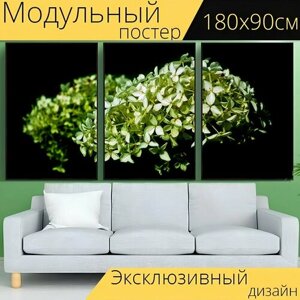 Модульный постер "Гортензия садовая, цветок, белый" 180 x 90 см. для интерьера