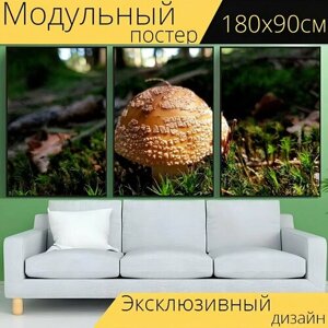 Модульный постер "Гриб, мухомор, жемчужный гриб" 180 x 90 см. для интерьера