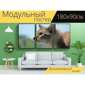 Модульный постер "Кошка, полосатый, профиль" 180 x 90 см. для интерьера
