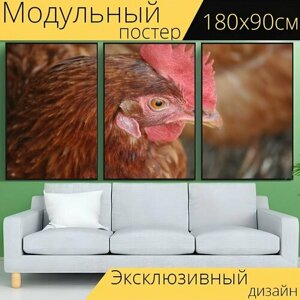 Модульный постер "Курица, домашняя птица, птичий" 180 x 90 см. для интерьера